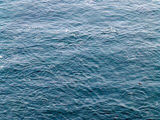 Aerial view of common dolphins feeding above huge dragnet in Donegal Bay, Ireland