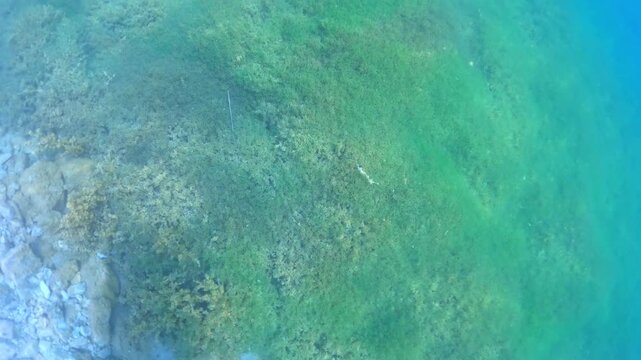 Aerial drone view flying over clear turquoise water, revealing green seaweed-covered bottom of sea as small silver fish gracefully swims through tranquil marine environment