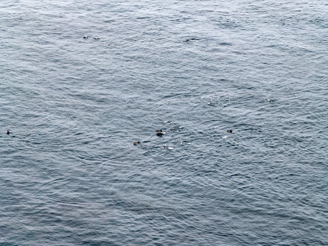 Aerial view of common dolphins feeding above huge dragnet in Donegal Bay, Ireland