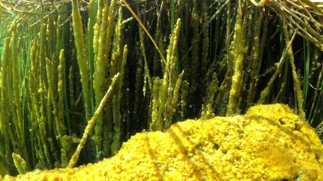 Microscopic view revealing a vibrant yellow freshwater sponge, ephydatia fluviatilis, encrusting reed stems in a serene, sunlit aquatic environment, showcasing a unique freshwater ecosystem