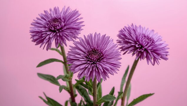 Three close-up violet aster flowers, vibrant petals in purple and pink hues, suitable for editorial header background. - Powered by Adobe