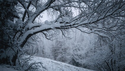 Black tree branches heavily laden with white snow, illustrating the chill of winter
