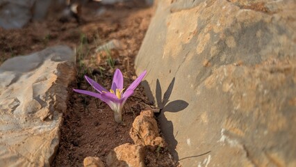 butterfly on thistle