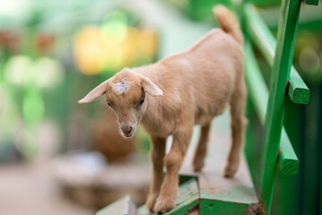 Stock photo of a dwarf goat at a farm setting