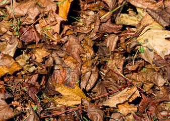 tapis de feuilles pour fond d'écran.