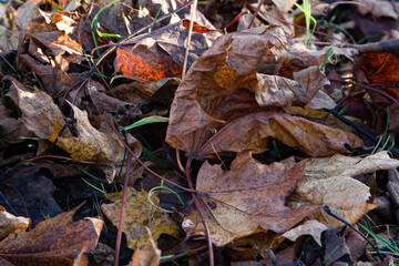gros plan de feuilles rouges d'automne
