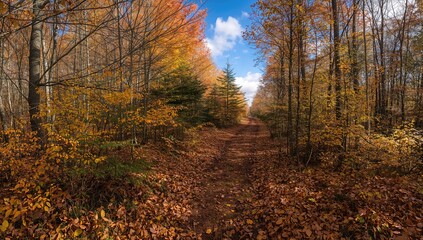 Fototapeta premium Beautiful Autumn Scene in the Woods, seasonal change