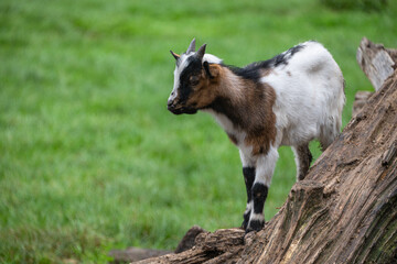 Young goat kidclimbing on a tree trunk in the grassland