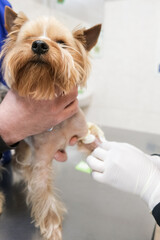 detail of the hands of a veterinary doctor extracting blood with a syringe from a dog. Veterinary tests on a pet.