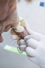 A veterinarian draws blood from the vein of a small purebred dog during a clinical procedure. Concept professional medical treatment