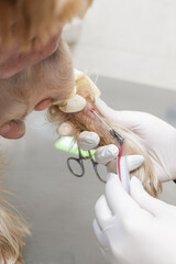A veterinarian gently draws blood from a Yorkshire Terrier&rsquo;s paw in a clinic. Concept veterinary care