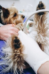 A veterinarian performs an ultrasound on a Yorkshire Terrier in a veterinary clinic. Concept diagnostic imaging