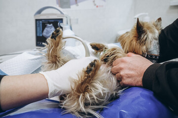 A small purebred dog undergoes an ultrasound examination in a veterinary clinic. Concept diagnostic imaging