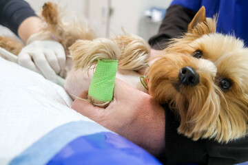 A veterinarian performs an ultrasound on a Yorkshire Terrier in a veterinary clinic. Concept diagnostic imaging