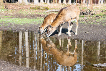Mother goat and kid drinking water and their mirroring