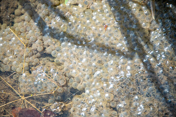 Frogs deposit eggs larva in water