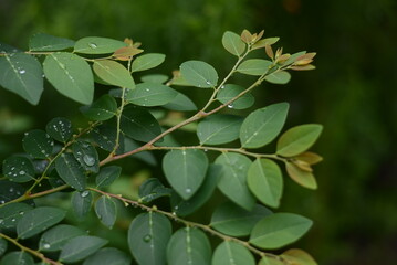 Lush Green Leaves Background After Rain