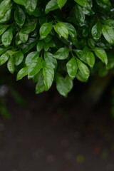 Lush Green Leaves Background After Rain