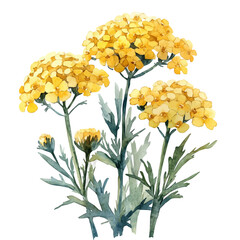 Achillea Flower, watercolor vector depicting playful antics, isolated on a white background. © velora