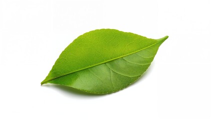 Obraz premium Tree leaf on a white backdrop, suitable for editorial header background