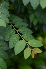 Lush Green Leaves Background After Rain