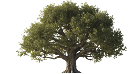 3D Rendering of Old Oak Tree with Wide Trunk and Dense Canopy on a Transparent Background