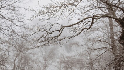 The branches of a tree in a forest, isolated and natural, highlighting the theme of solitude