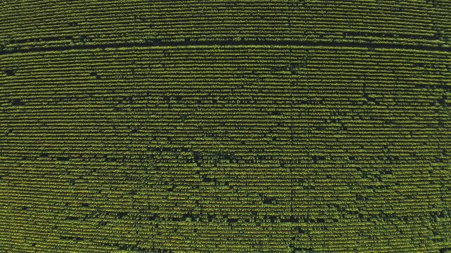 Aerial view of expansive sunflower field on a sunny day in rural farmland