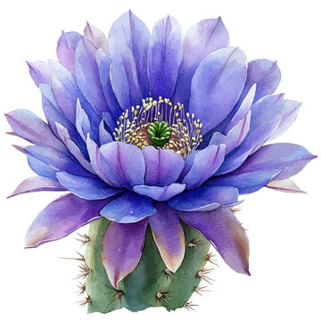 Parodia Flower, watercolor painting with colorful accents, isolated on a white background.