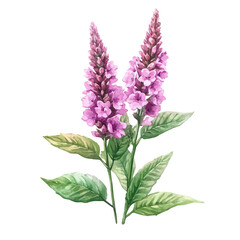 Obraz premium Pachystachys Flower, watercolor painting with colorful accents, isolated on a white background.