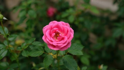 A perennial plant characterized by its long lifespan, suitable for sustainable gardening, Earth Day