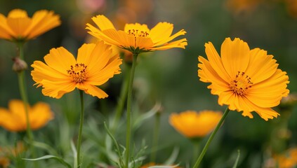 Obraz premium Close-up view of blooming sulfur cosmos flowers, showcasing ruffled yellow-orange petals, highlighting seasonal beauty