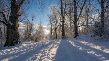 Snow-covered trail winding through a French forest, illuminated by a sunny winter morning, showcasing natural beauty and preservation