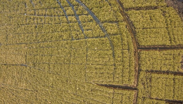 Cultivating rice in inundated fields, agricultural technique, World Food Day - Powered by Adobe