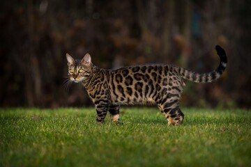 Bengal cat in nature outdoors
