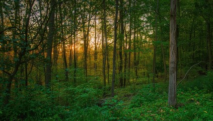 Naklejka premium Serene forest landscape featuring vibrant greenery and a dense tree canopy during sunset, ideal for relaxation