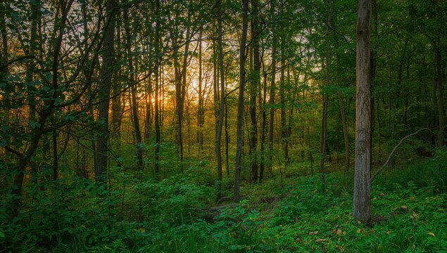 Serene forest landscape featuring vibrant greenery and a dense tree canopy during sunset, ideal for relaxation - Powered by Adobe