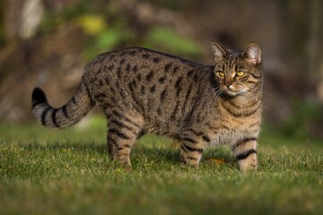Bengal cat in nature outdoors