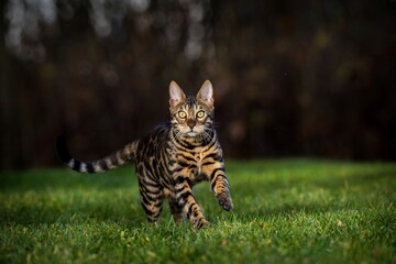 Bengal cat in nature outdoors