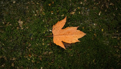 Autumn Leaf Resting on Moss, Seasonal Change