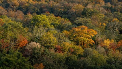 Obraz premium Lush tropical forest landscape, showcasing biodiversity and seasonal change