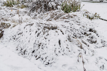 Serene winter scene with snow-laden shrubs and gentle frost on vegetation