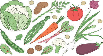 Watercolor painted collection of vegetables. Fresh colorful veggies background. A detailed watercolor illustration featuring a variety of fresh vegetables arranged separately on a clean white backgrou