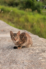 Natural Portrait of a Brown Tabby Kitten Sitting Outdoor