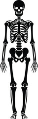 Black silhouette human skeleton illustration showing full body anatomy, medical educational diagram, bone structure reference graphic, scientific anatomical artwork