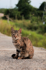 Outdoor Close-up Portrait of a Cute Brown Striped Tabby Cat Animal