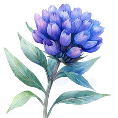 watercolor vector of Gomphrena Flower, isolated on a white background.