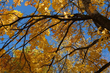 Bright Yellow Maple Leaves Against a Clear Blue Sky on a Sunny Autumn Day