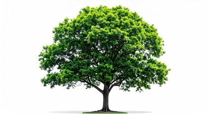 Fototapeta premium A Large Green Oak Tree With A Thick Trunk And Lush Foliage Stands Isolated Against A White Background In Daylight Showing Healthy Vibrant Growth