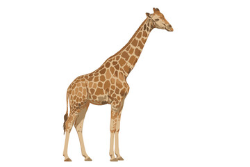 Fototapeta premium Large adult giraffe standing gracefully isolated on a clean white background